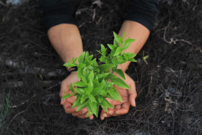 Plant trees plant goodness