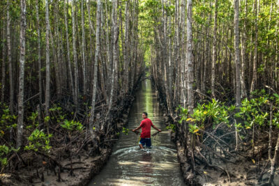 Mangrove planting