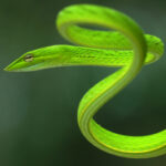 Snake shoot