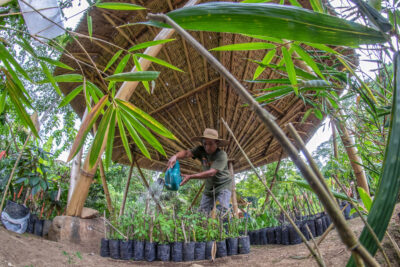 Perennial nurseries