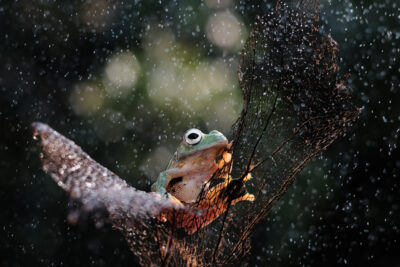 Frog in Rain