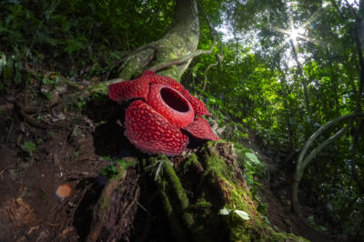 Rafflesia Arnoldii