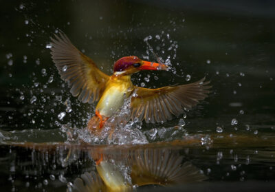 Kingfisher as Bioindicators of Environtmental Quality